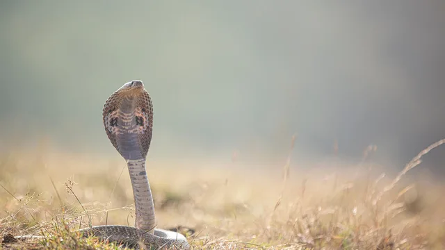 CRPF's CoBRA Jungle Warfare Unit Welcomes First Female IG - Pixabay / Anilsharma26