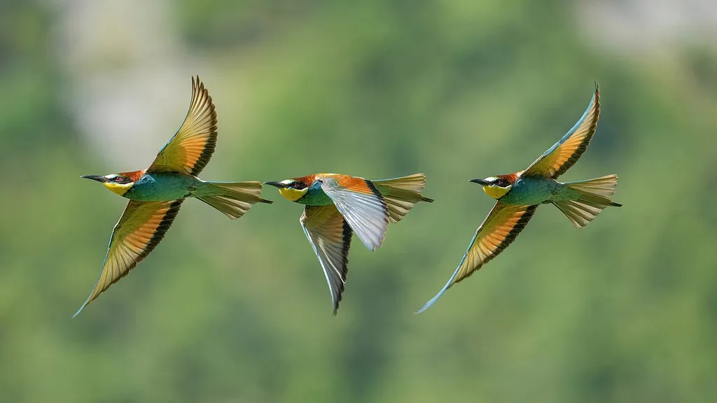 India Takes Flight: Upgrades in Aerospace Manufacturing and Simulation Facilities Signal Major Leap Forward - 019 Stacked images of an European Bee-eater in flight Photo by Giles L