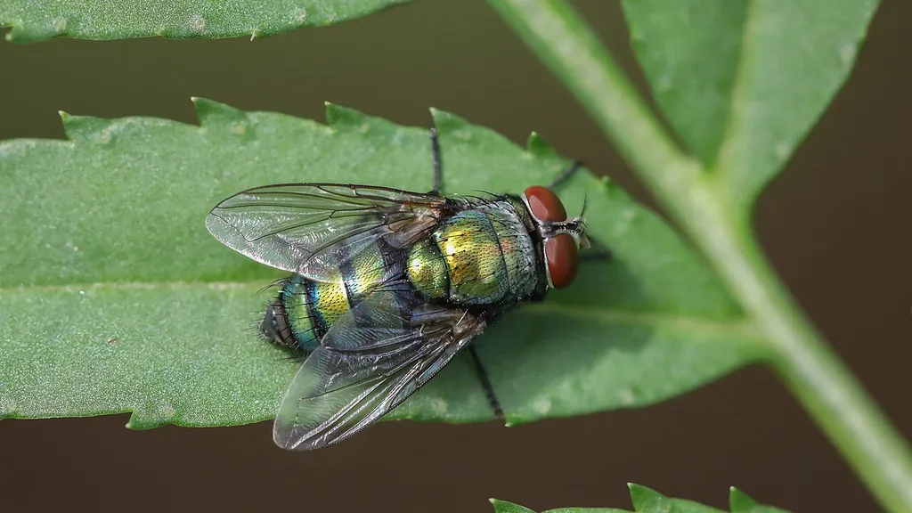 Punjab Police Deal Blow To Cross Border Terror Networks - Close-up of Chrysomya (Old World blow fly) on a green leaf