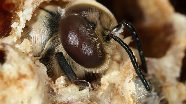 Wikimedia Commons / Apis mellifera carnica drone aborning