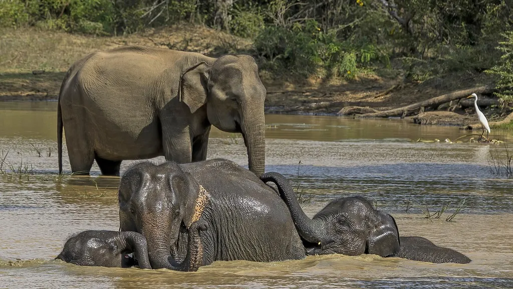 Sri Lanka Navy Launches Rescue Operation in Palk Strait After Indian Fishing Vessel Runs Aground - Sri Lankan elephant (Elephas maximus maximus) female and young 6