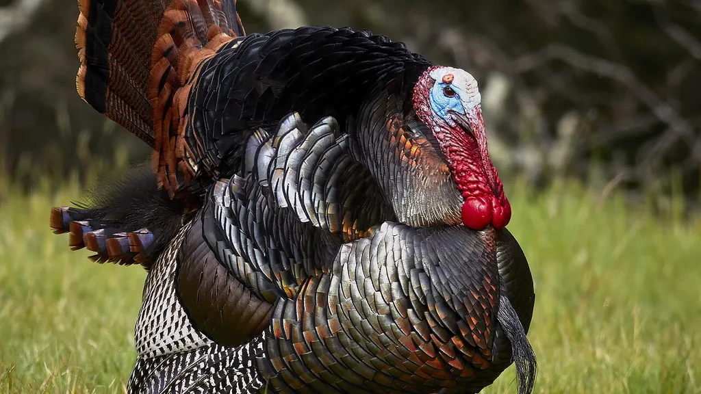 Turkey's Digital Divide: A Shift in Regional Information Warfare - Male wild turkey (Meleagris gallopavo) strutting